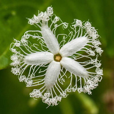 Flor Espetaculosa Trichosanthes Cucumerina
