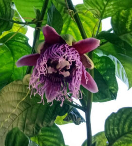 Flor de maracujá em contrastes com os verdes - Foto presenteada por uma amiga