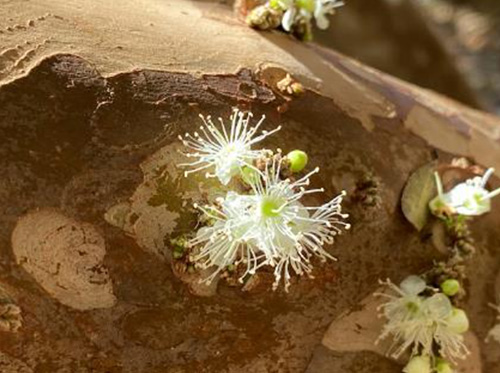 Jabuticabeira contando história – Série Bordados da Natureza - Foto Marilu Dumont 2022