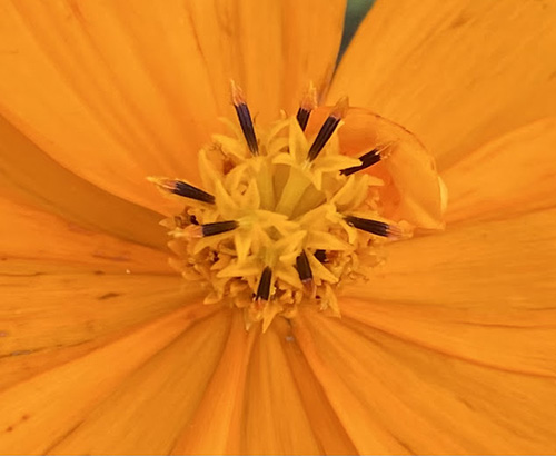 Miolo cheio de outras flores. Série Bordados da Natureza - Foto Marilu Dumont 2023