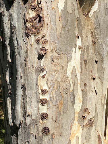 Pontos de nó e laçadinhas contando histórias 1 – Série Bordados da Natureza - Grafismo da Natureza nos Desenhos do Bordado