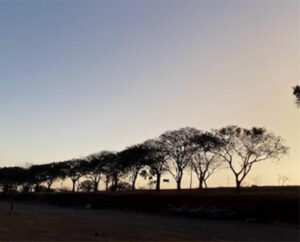 Silhuetas ao entardecer – Série Bordados da Natureza - Foto Marilu Dumont 2022