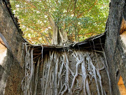 Tecidos de uma árvore – Foto Mara Oliveira - Grafismo da Natureza nos Desenhos do Bordado