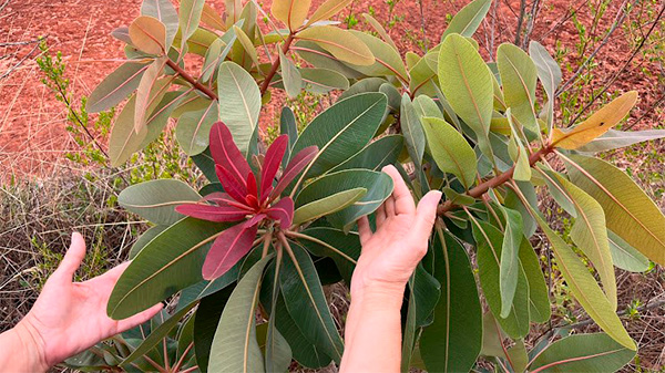 Flores do cerrado demonstrando a cor e o tempo vivido.