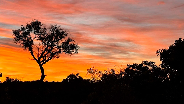 Cerrado demonstrando a cor e o tempo vivido.