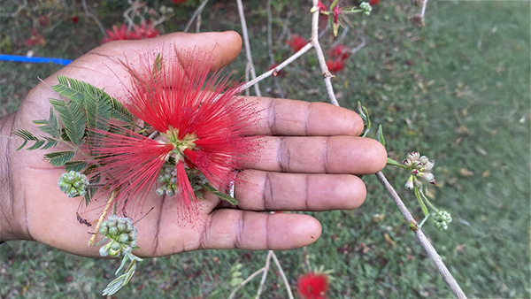 Flores do cerrado demonstrando a cor e o tempo vivido.
